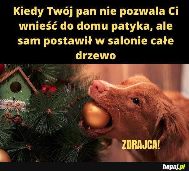 Zdrajca! 