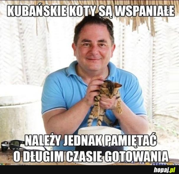 Kubańskie koty