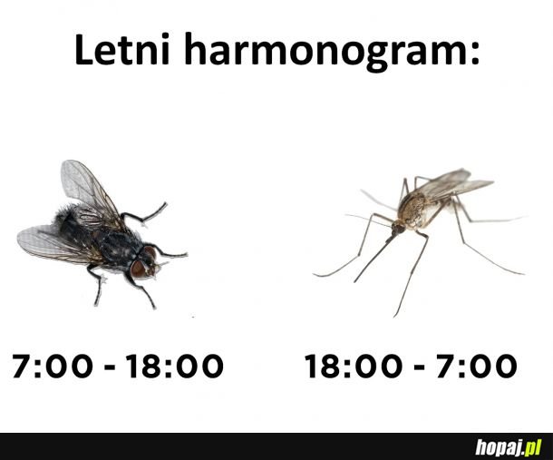Letni harmonogram