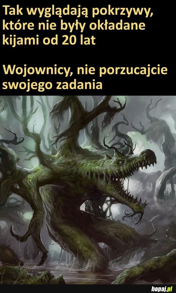 Pokrzywy
