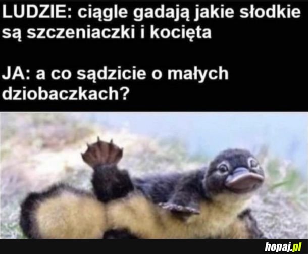 Piękny dziobacze