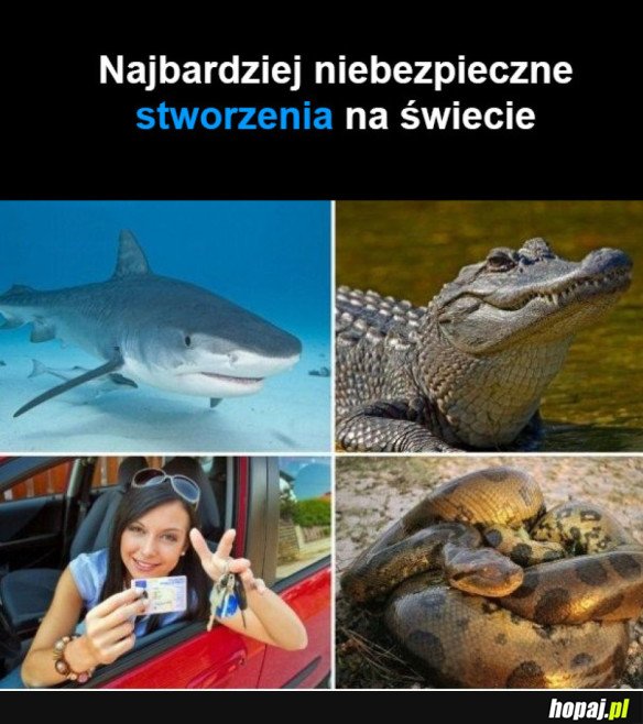 NIEBEZPIECZNE STWORZENIA