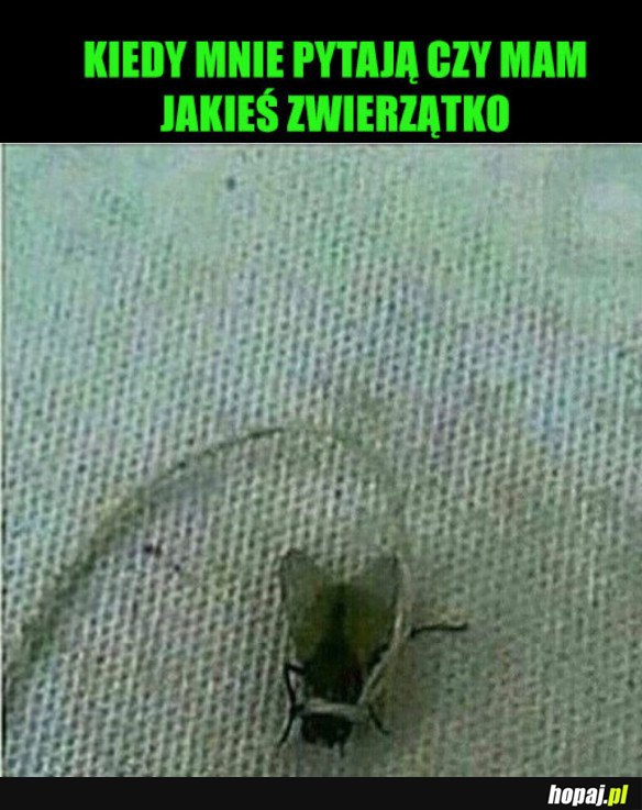 MOJE ZWIERZĄTKO