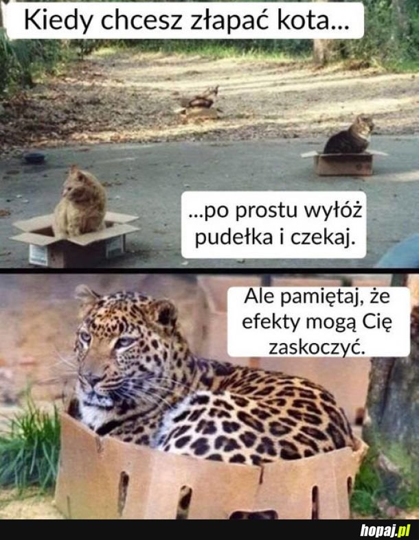 Pułapka