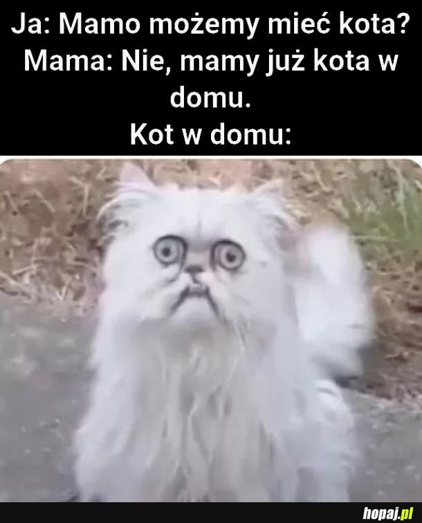 Mamo, możemy mieć kota? 