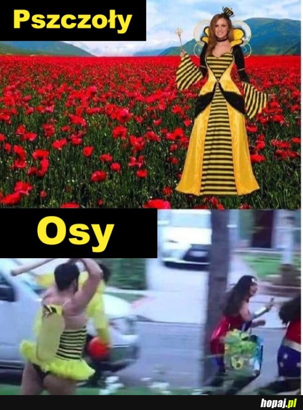 Pszczoły vs Osy