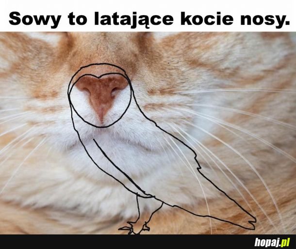  Jak to teraz odwidzieć 