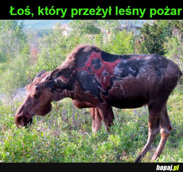 Biedny łoś