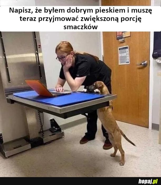 Dobry piesek