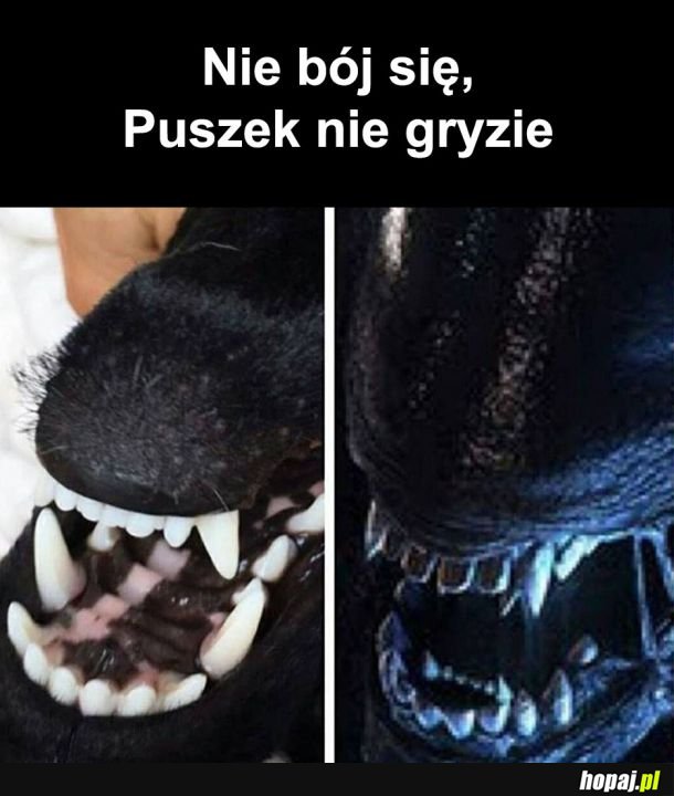 Puszek