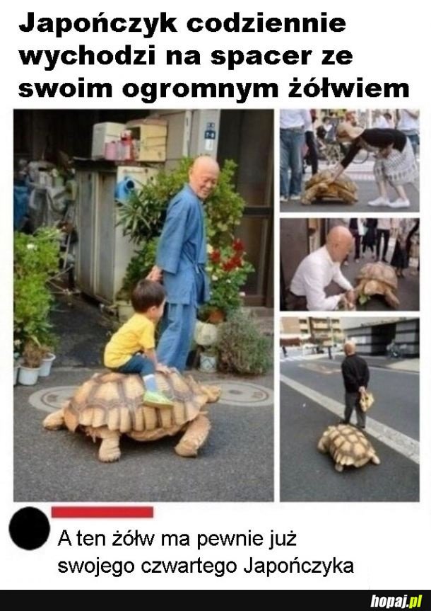 Długowieczny żółw