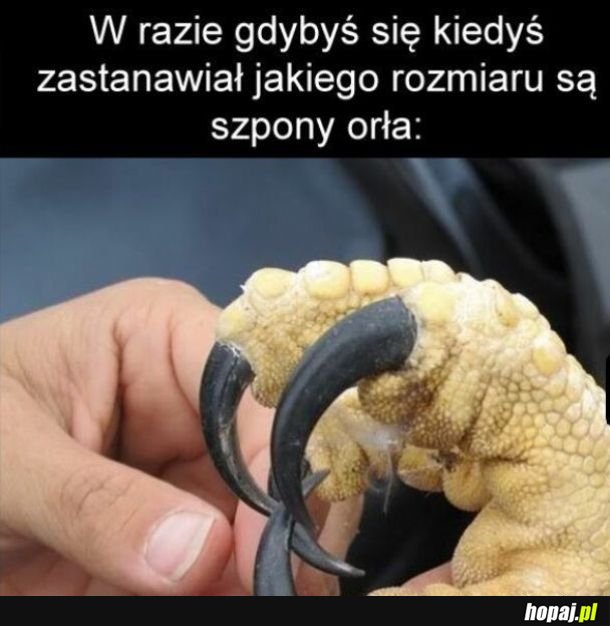 Orzeł