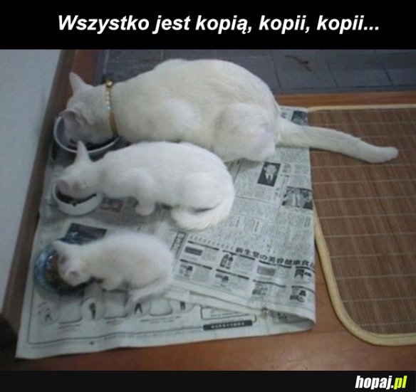 Kopia