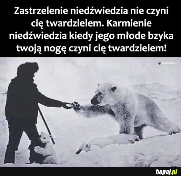 Niedźwiedź