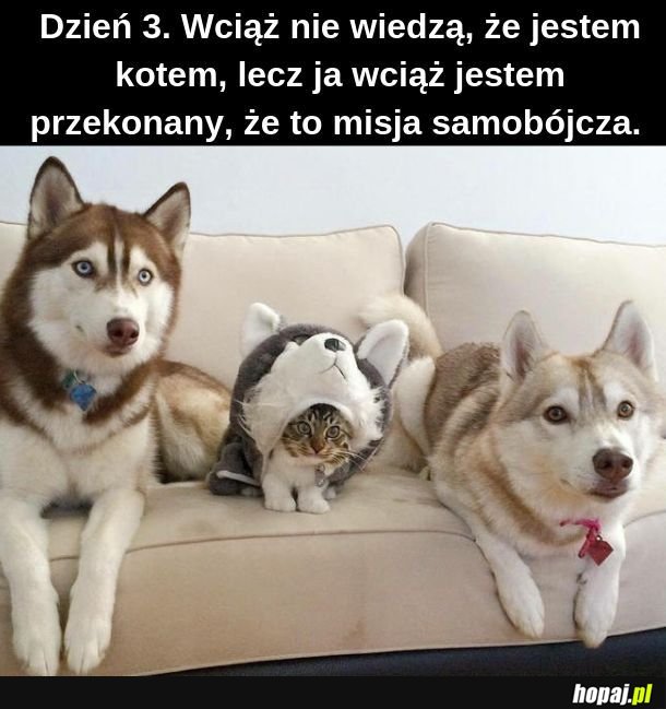  Kot w wilczej skórze 