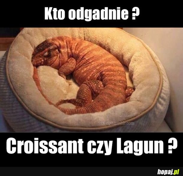 Kto odgadnie ?