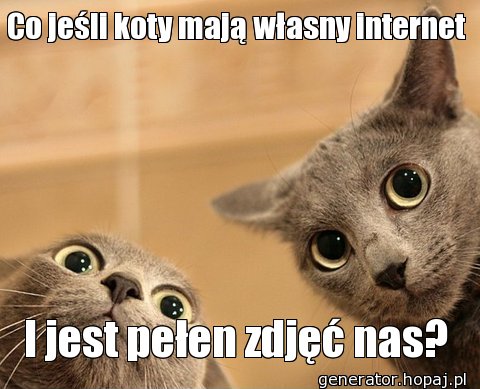 Co jeśli koty mają własny internet