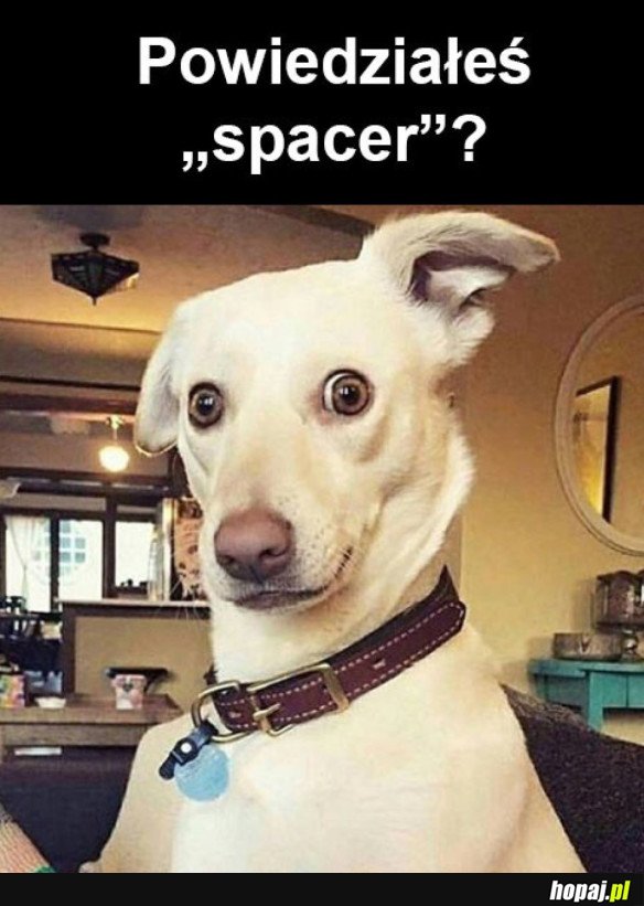 SPACEREK?