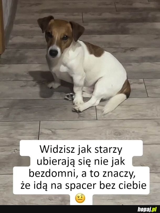 Kiedy idą na spacer bez pieska