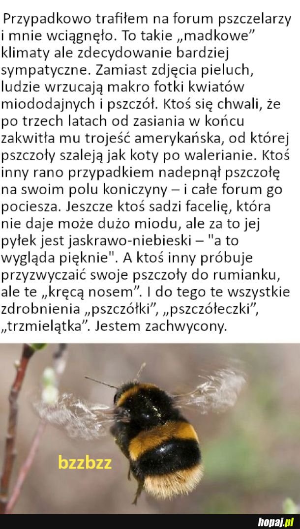 Zachwycające forum pszczelarzy