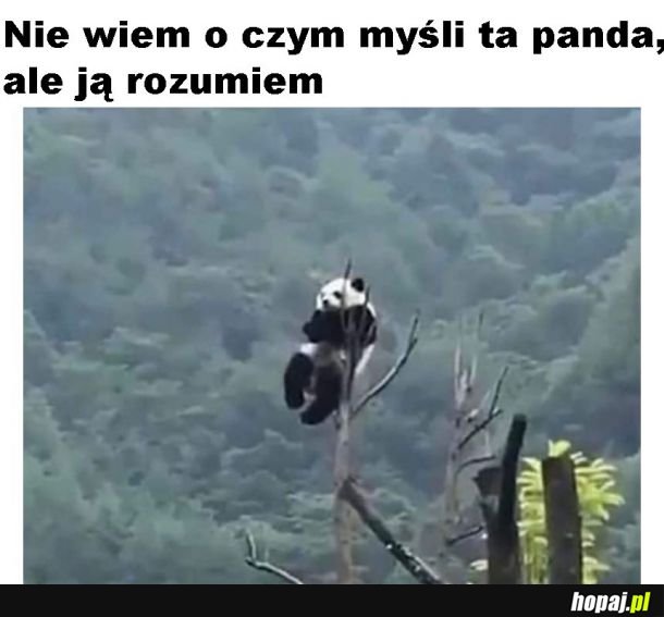 Zrozumienie dla pandy