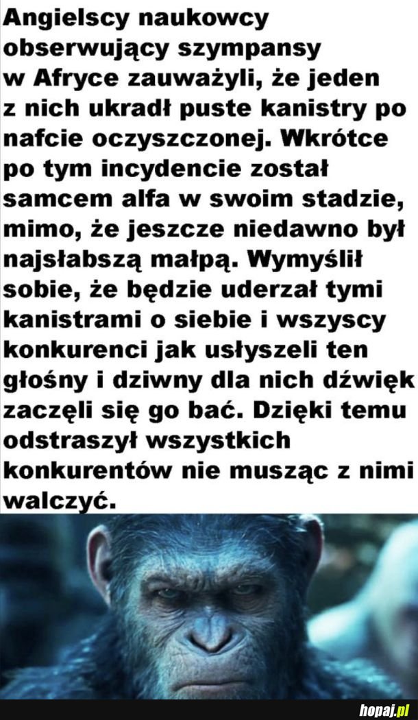 Cwany małpiszon