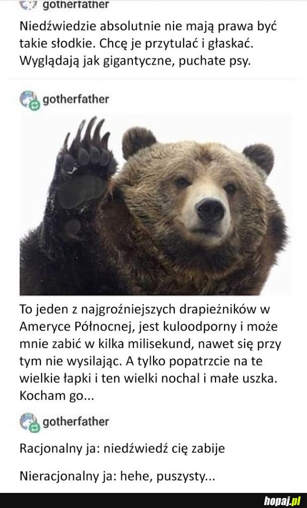 Niedźwiedzie są zabójczo słodkie