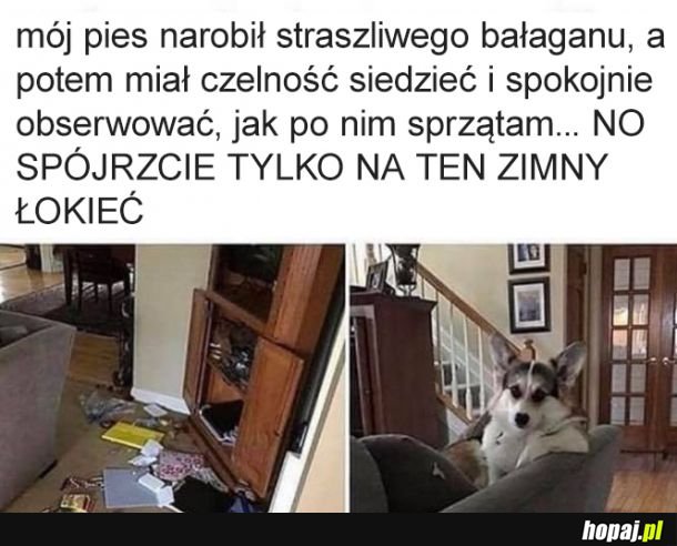 Moja matka tak patrzyła, kiedy odkurzałem