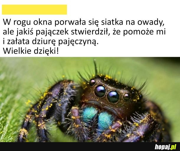 Miły pająk