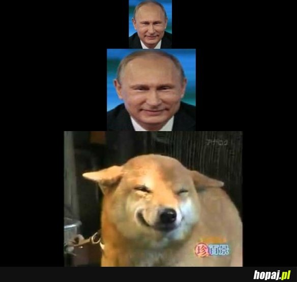 Putin dog