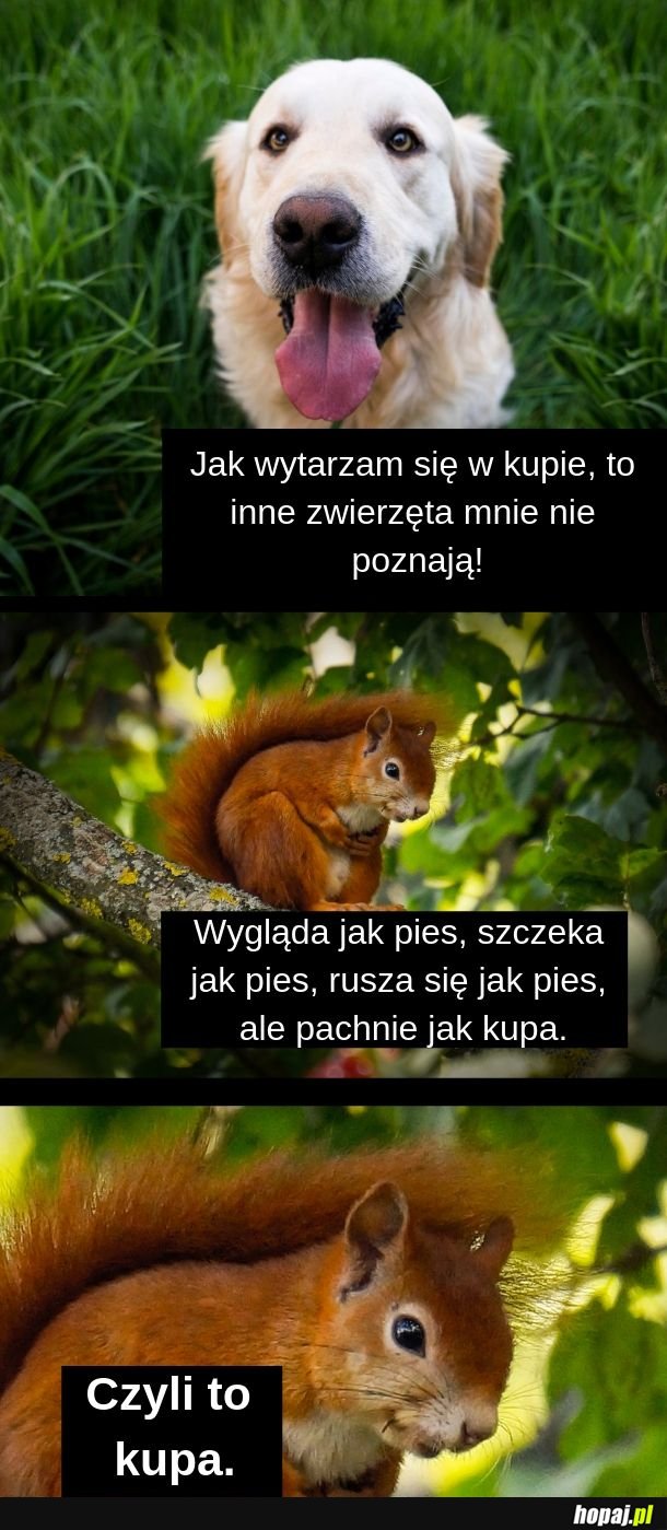 Logika wiewiórek. 