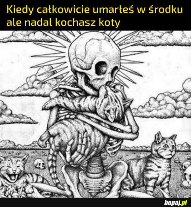 Kotki, kotki