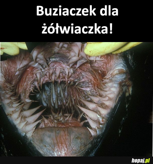 W mordzie żółwia