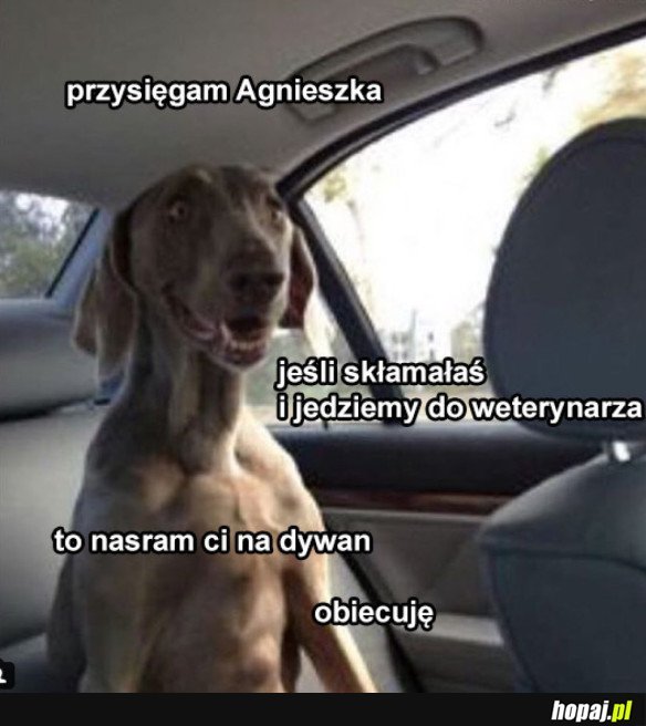 Pieseł do Agnieszki