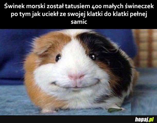 Słodka świnka