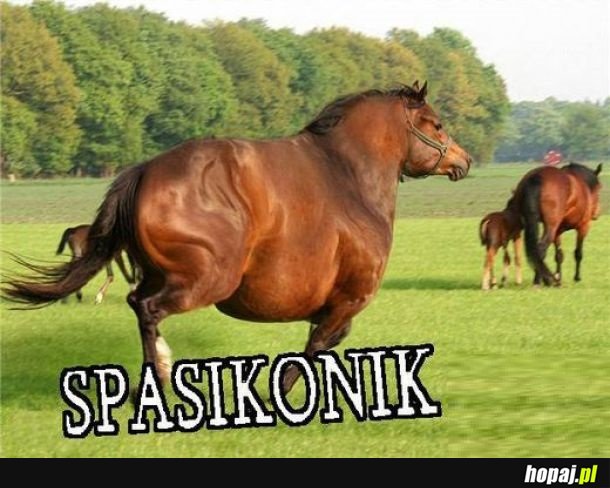 Spasikonik