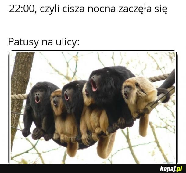 Już 22:00, czyli to czas dla wyjców
