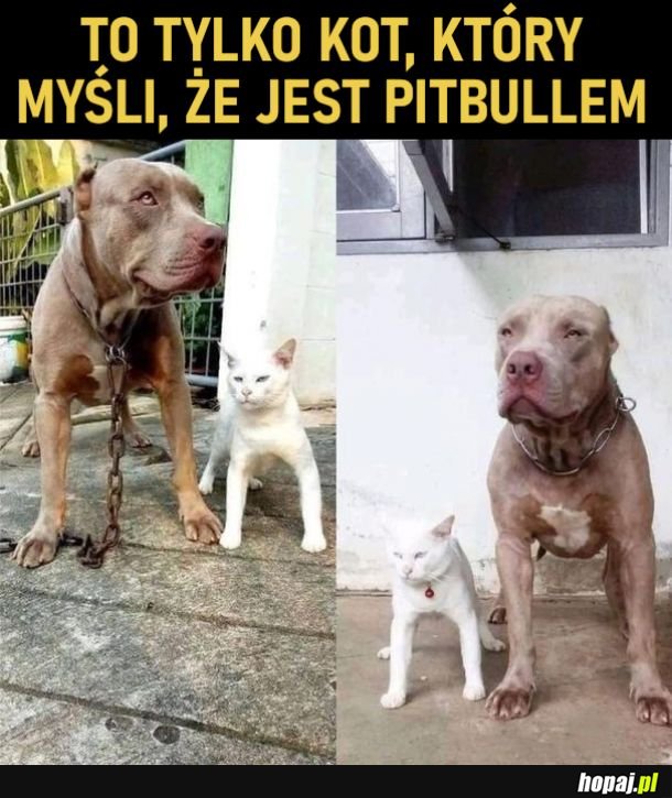 Jestę pitbulę