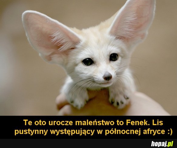 Fenek