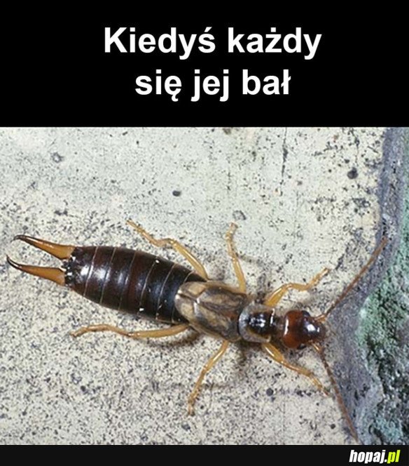 PRZERAŻAJĄCY POTWÓR