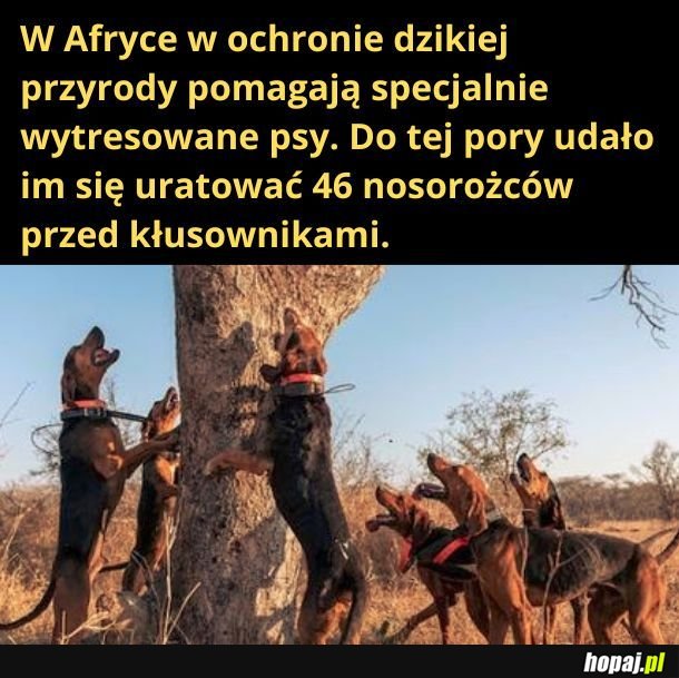 Bardzo dobre pieski!