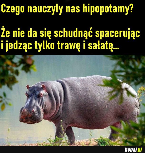 Czego nauczyły nas hipopotamy?