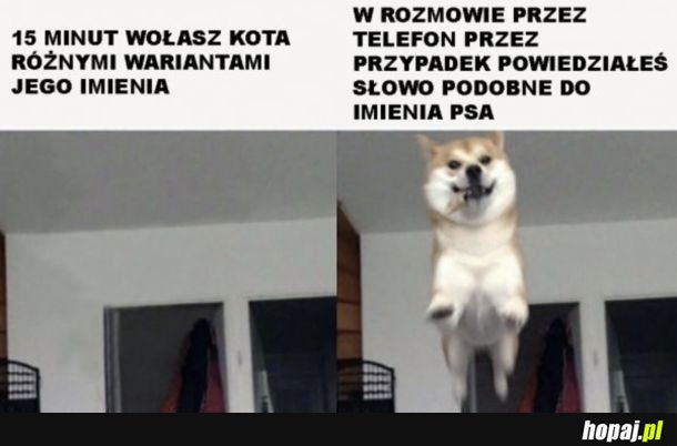 Koty słuchają się kiedy mają na to ochotę