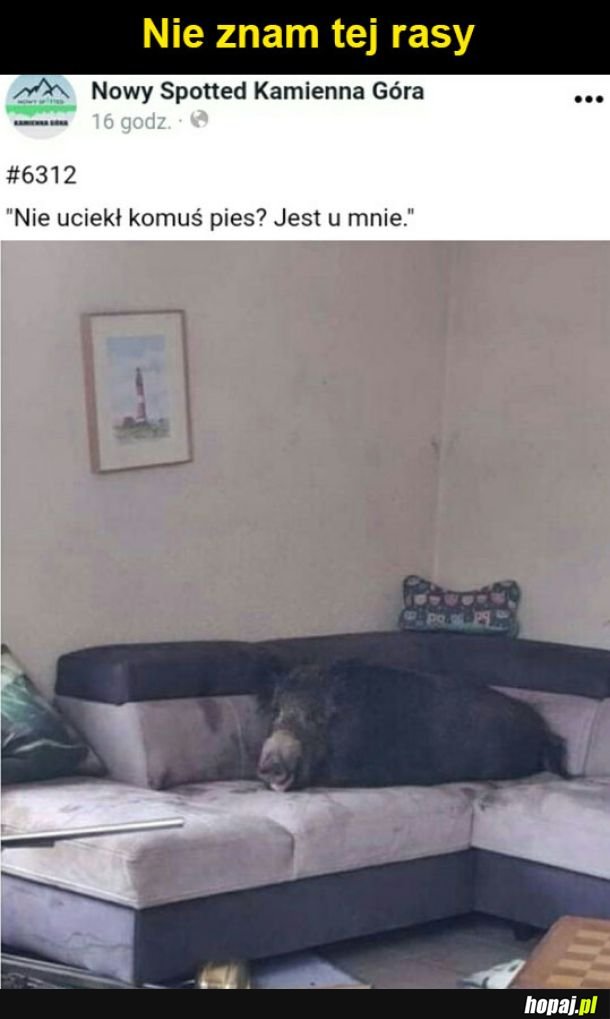 Piesek