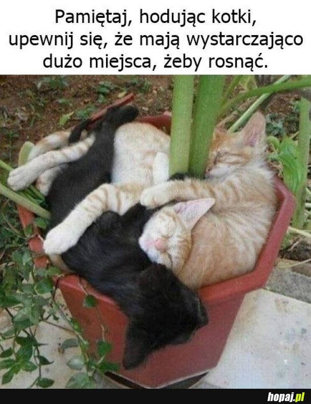 Hodowla kotków