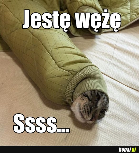 Koteł
