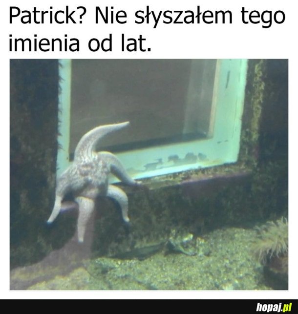 PATRICK SIĘ TROCHĘ ZMIENIŁ