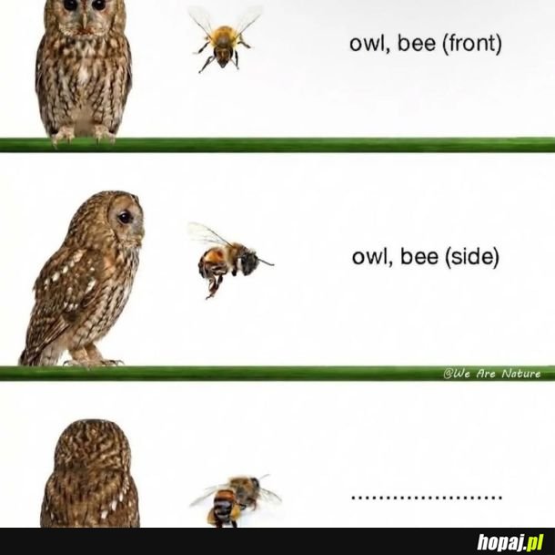 Czytać głosem Schwarzeneggera