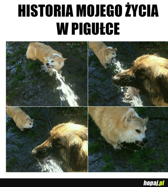 MOJE ŻYCIE