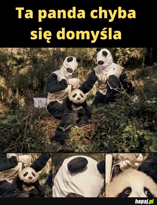 Chyba się domyśla.
